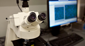 Biochemistry & Molecular Biology (MSc, PhD)